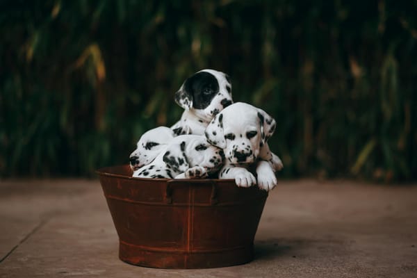 The release of OpenStack 2024.2, dubbed “Dalmatian", comes amid renewed deployments.